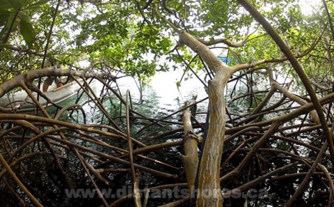 chantal mangroves3