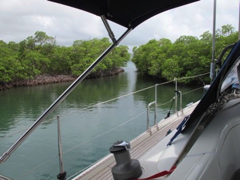 mangrove calm