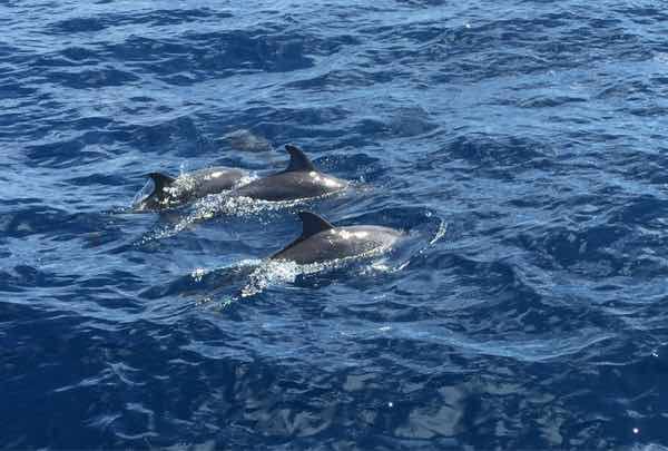 0528-dolphins-common-atlantic