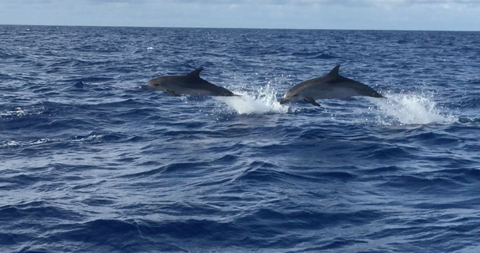 2-dolphins-jumping